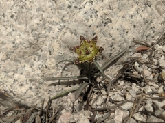 Fritillaria pinetorum