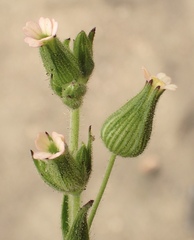 Behenantha