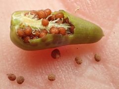 Behenantha