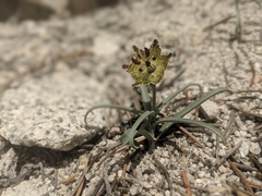 Fritillaria pinetorum