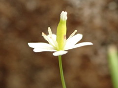 Meconella denticulata