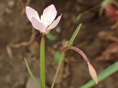 Clarkia similis