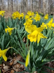 Narcissus