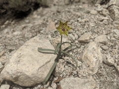Fritillaria pinetorum