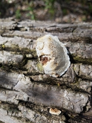 Phellinus pomaceoides