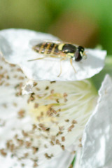 Sphaerophoria sulphuripes