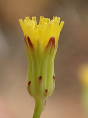 Malacothrix clevelandii