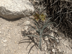 Fritillaria pinetorum