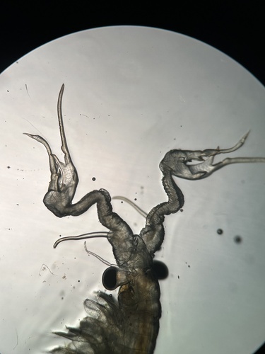 Streptocephalus mackini