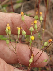 Malacothrix clevelandii