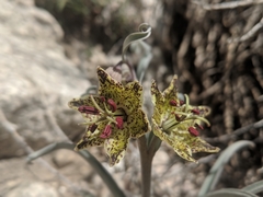 Fritillaria pinetorum