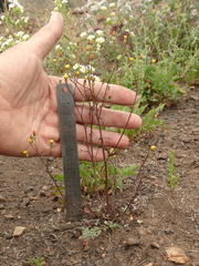 Malacothrix clevelandii