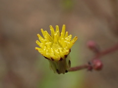 Malacothrix clevelandii