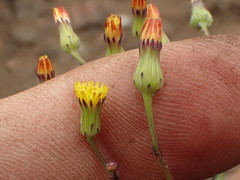 Malacothrix clevelandii