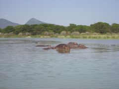 Hippopotamus amphibius