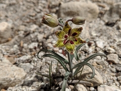 Fritillaria pinetorum