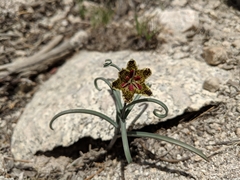 Fritillaria pinetorum