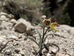 Fritillaria pinetorum