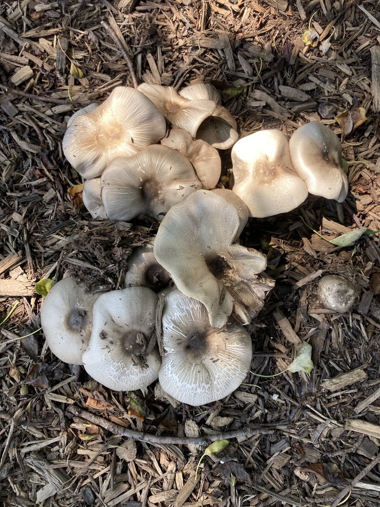 Macrolepiota albuminosa