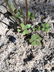 Oxalis anomala