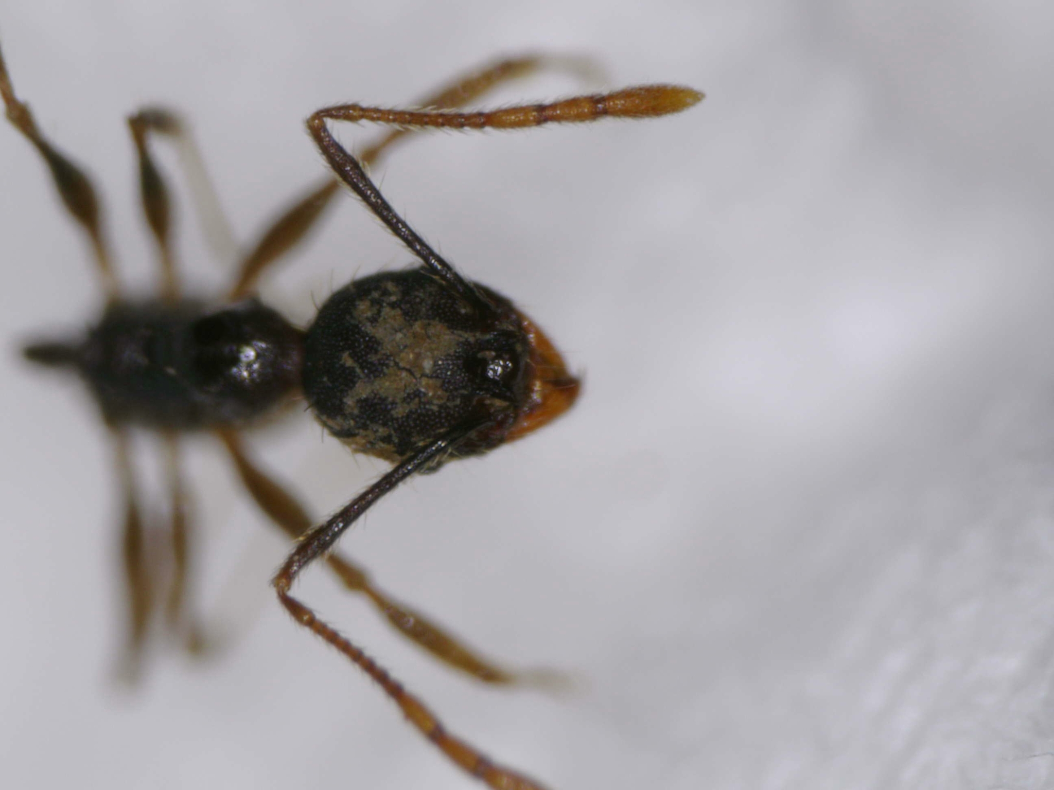 Pheidole boruca
