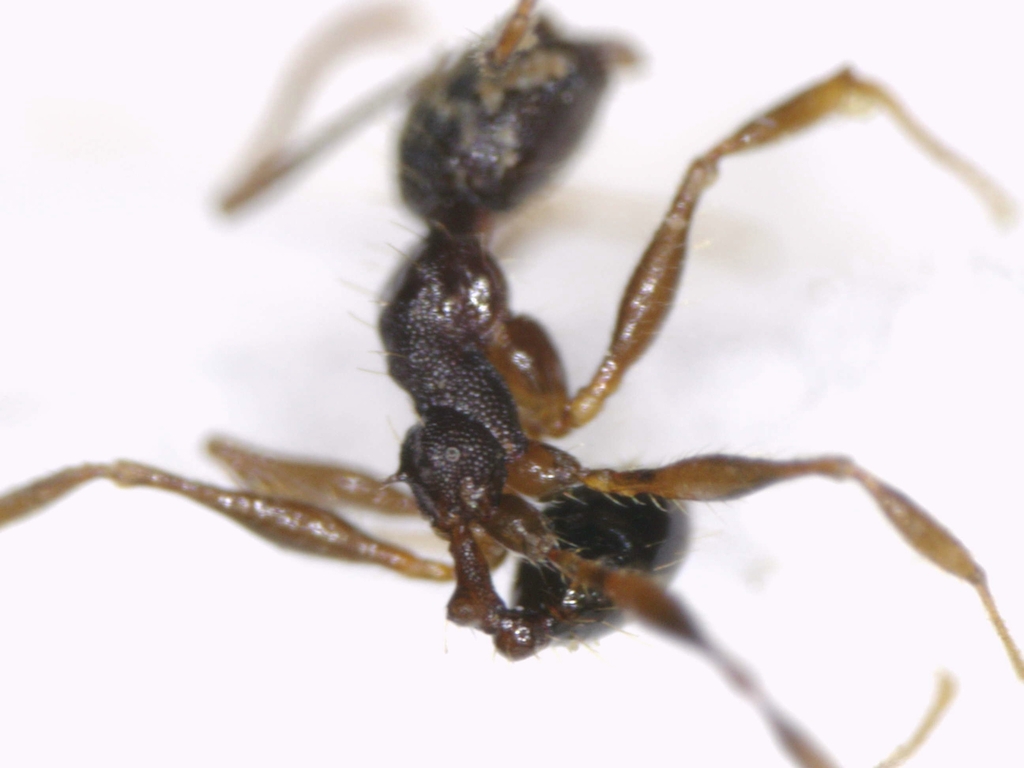 Pheidole boruca