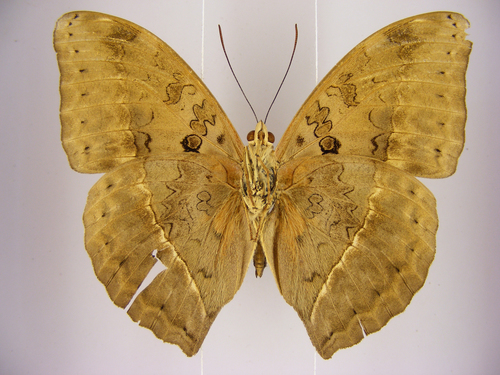 Cymothoe confusa