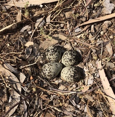 Charadrius vociferus