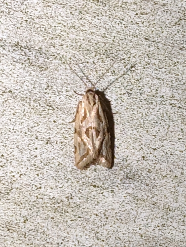 Aethes heleniana photo 3
