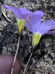Oxalis anomala