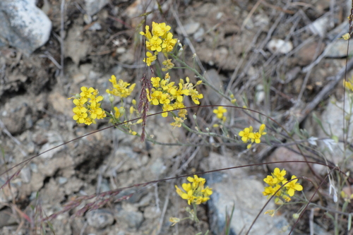 Image of Douglas' Bladderpod (Physaria douglasii) by no rights reserved
