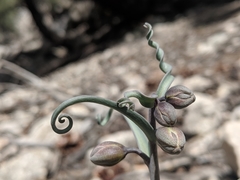Fritillaria pinetorum