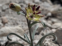 Fritillaria pinetorum