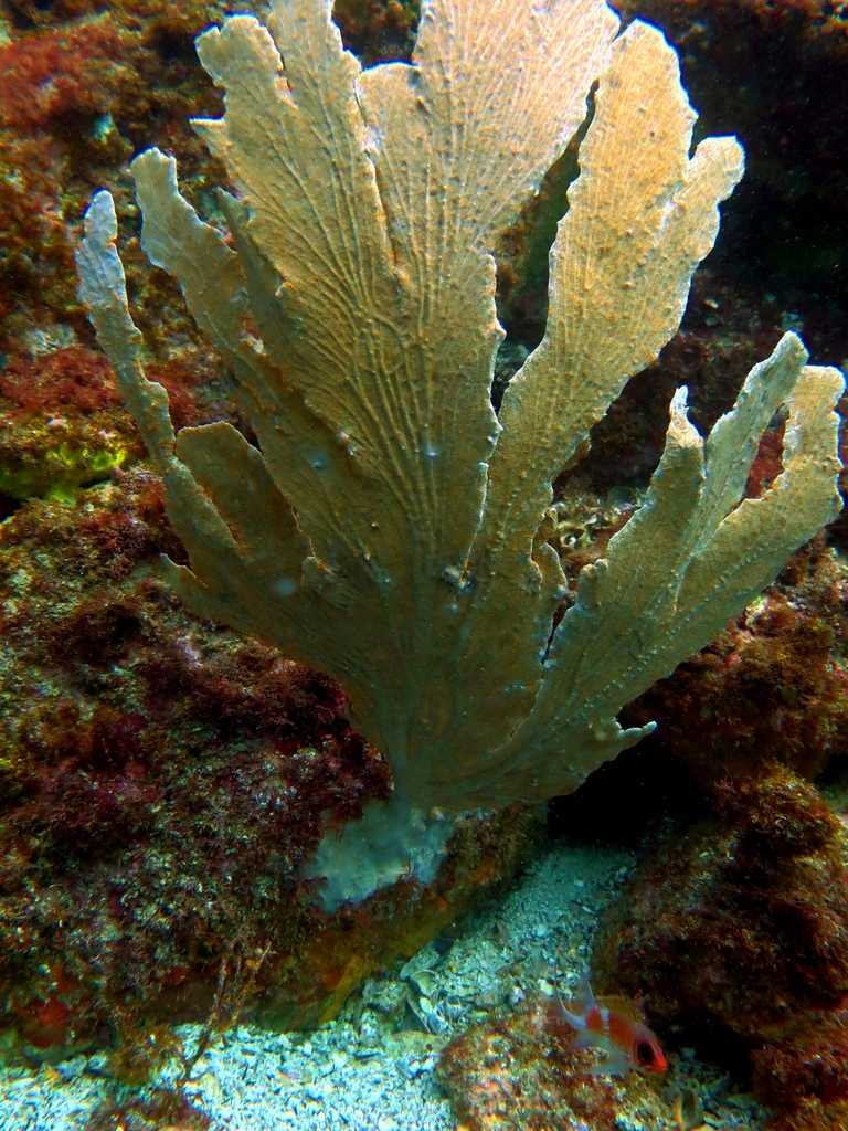 Elephant Ear Sea Fan