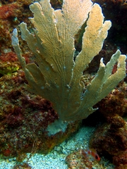 Phyllogorgia dilatata