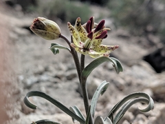 Fritillaria pinetorum