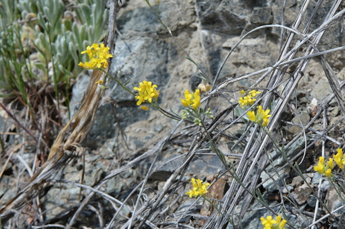 Image of Douglas' Bladderpod (Physaria douglasii) by no rights reserved