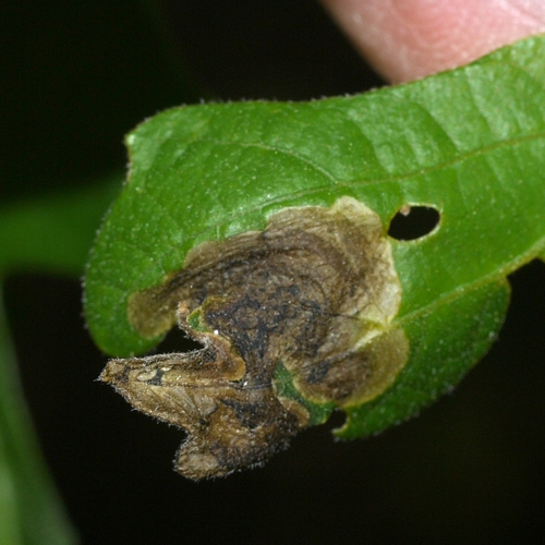 Oak Shothole Leafminer photo 4