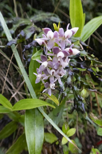 Epidendrum erikae Hágsater & E.Santiago 2