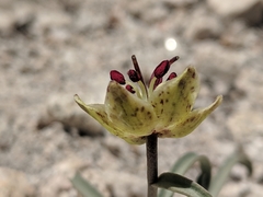 Fritillaria pinetorum