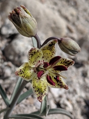 Fritillaria pinetorum