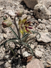 Fritillaria pinetorum