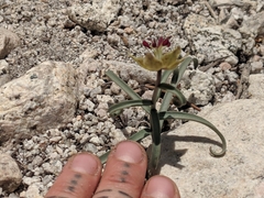 Fritillaria pinetorum