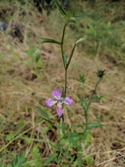 Clarkia delicata
