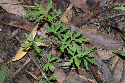 Image of forest pennywort by (c) Thomas Mesaglio, some rights reserved (CC BY)