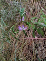 Clarkia delicata