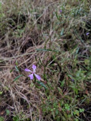 Clarkia delicata