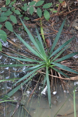 Yucca louisianensis
