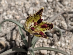 Fritillaria pinetorum