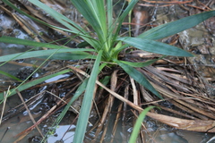 Yucca louisianensis